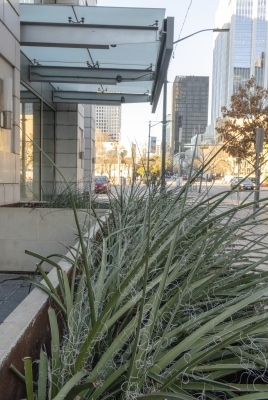 Austin City Walk Feb 2025
